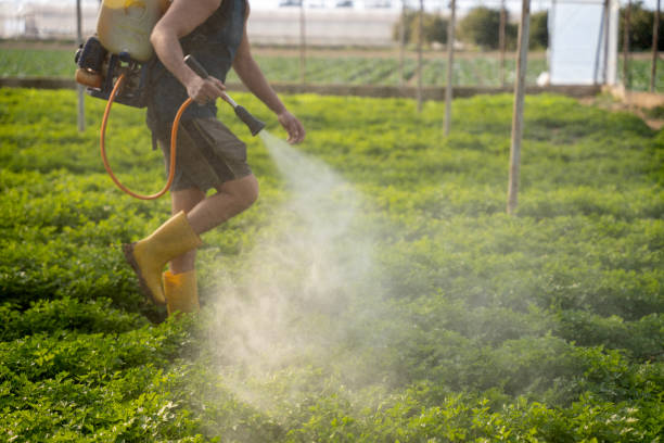 Best Affordable Pest Control Services  in Ellington, MO