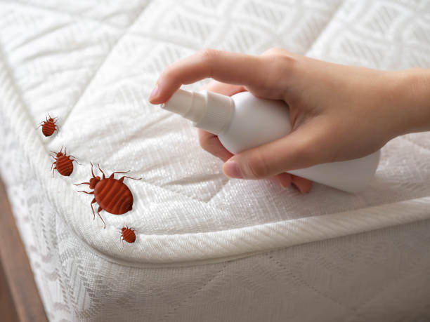 Best Affordable Pest Control Services  in Ellington, MO