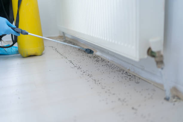 Reliable Ellington, MO Pest Control Solutions