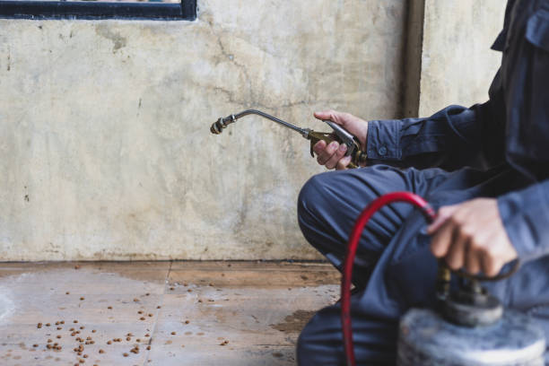 Wasp Removal Services in Ellington, MO