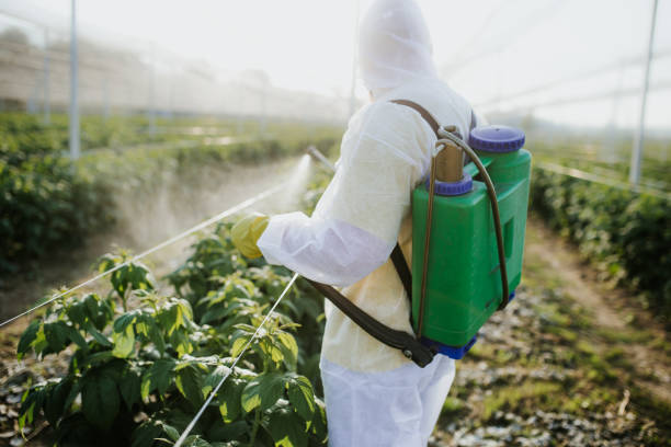 Flea Control Services in Ellington, MO